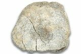 Hadrosaur (Edmontosaurus) Caudal Vertebra Centrum - Montana #324154-2